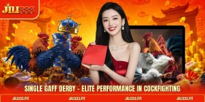 Single Gaff Derby - Elite Performance In Cockfighting
